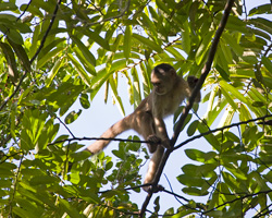 White-fronted Capuchin Monkey