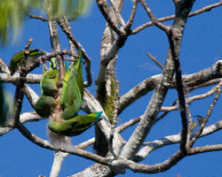 Cobalt-winged Parakeets