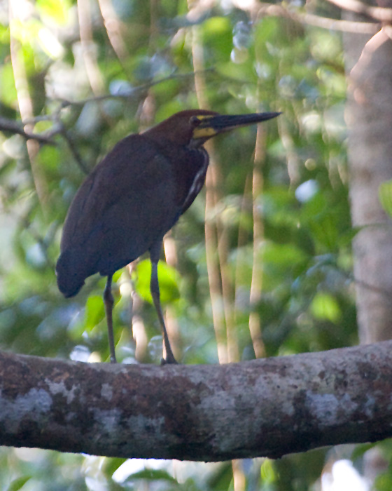 [Rufescent Tiger-Heron]