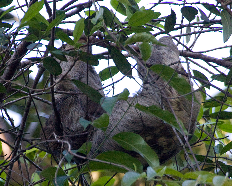 [Southern Two-toed Sloth]