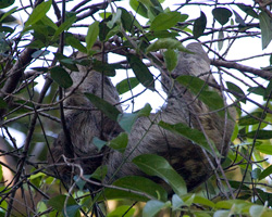 Southern Two-toed Sloth