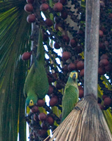 Red-bellied Macaws