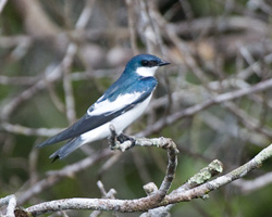 White-winged Swallow