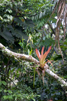 Bromeliad