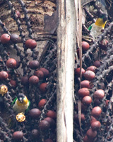 Black-headed Parrot