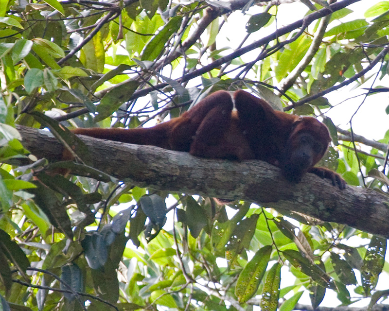 [Red Howler Monkey]