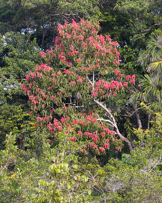 [Flowering Tree]