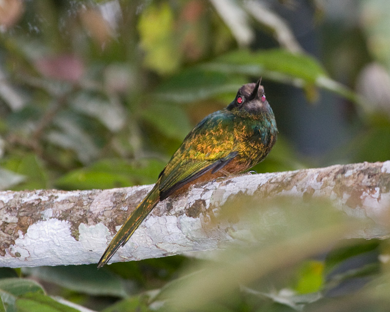 [White-chinned Jacamar]