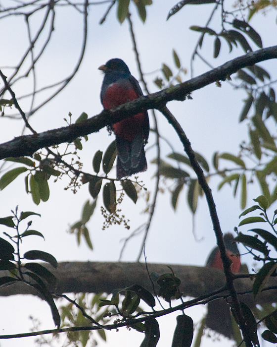 [Black-tailed Trogon]