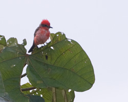 Vermilion Flycatcher