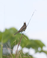 Mottle-backed Elaenia