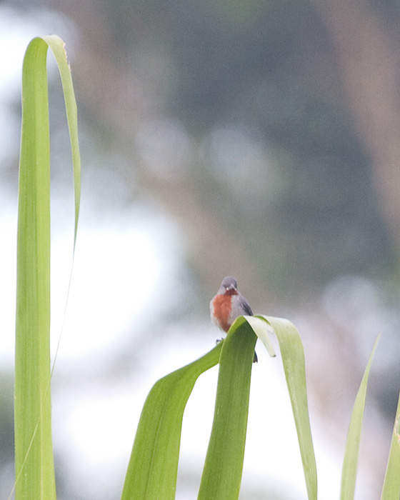 [Chestnut-bellied Seedeater]