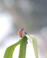 Chestnut-bellied Seedeater