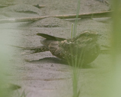 Ladder-tailed Nightjar