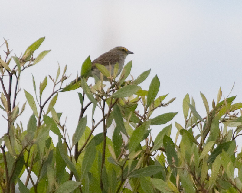 [Yellow-browed Sparrow]
