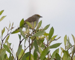 Yellow-browed Sparrow