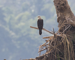 Yellow-headed Caracara