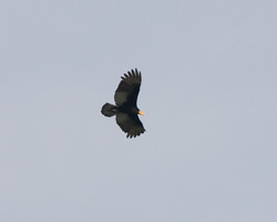 Greater Yellow-headed Vulture