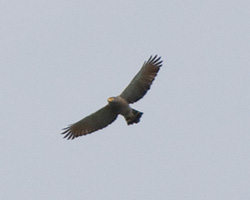 Roadside Hawk