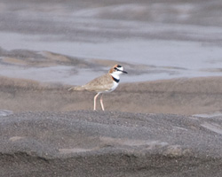 Collared Plover