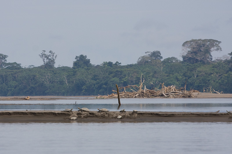 [South American River Turtles]