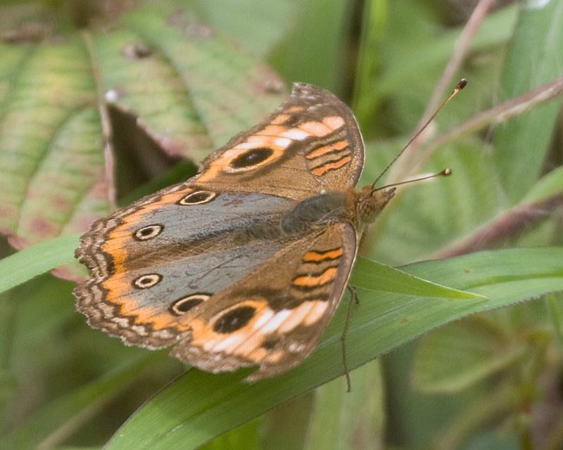 [Tropical Buckeye]