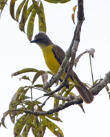 Gray-capped Flycatcher