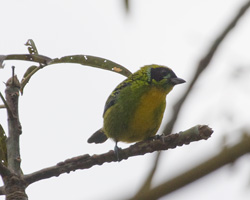 Green-and-gold Tanager