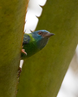 Blue Dacnis