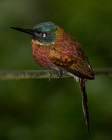 Purplish Jacamar