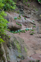 Saladero