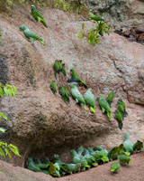 Parrots at Saladero