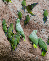Parrots at Saladero