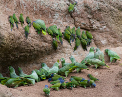 Parrots at Saladero