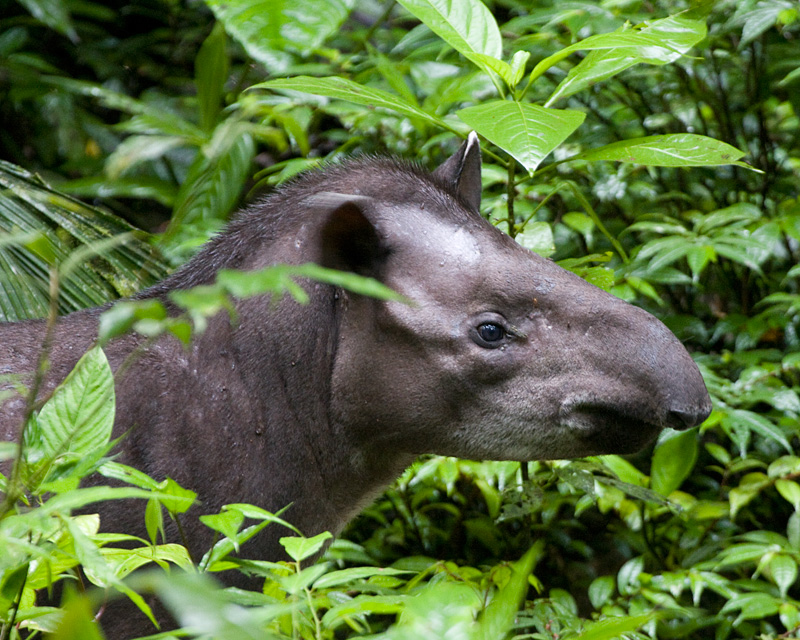 [Brazilian Tapir]