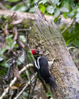 Lineated Woodpecker