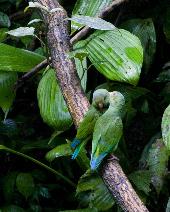 [Cobalt-winged Parakeets]