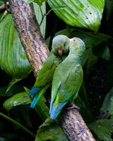 Cobalt-winged Parakeets