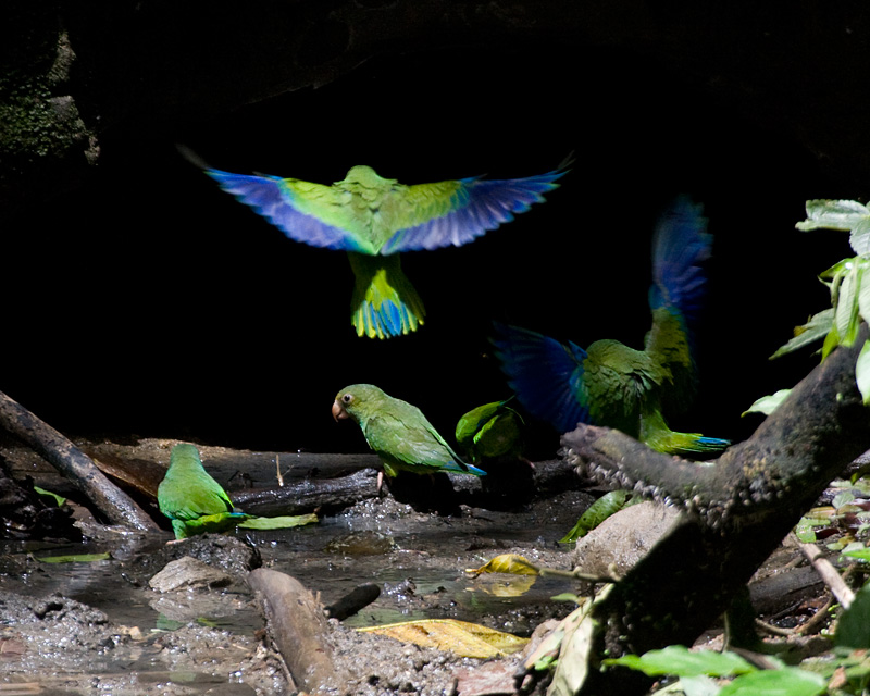 [Cobalt-winged Parakeets]