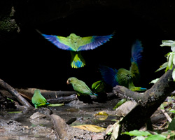 Cobalt-winged Parakeets