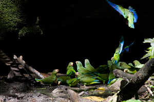 Cobalt-winged Parakeets