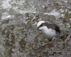 White-capped Dipper