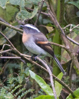 Rufous-breasted Chat-Tyrant