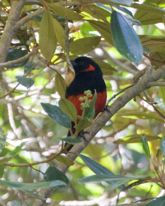 [Scarlet-bellied Mountain-Tanager]