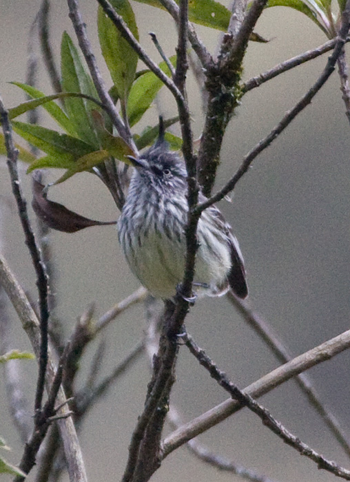 [Tufted Tit-Tyrant]