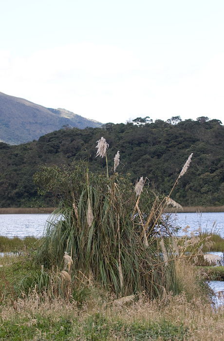 [Andean Pampas Grass]