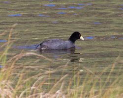 Slate-colored Coot