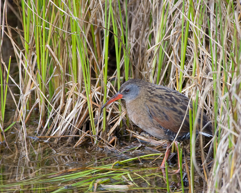 [Ecuadorian Rail]