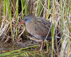 Ecuadorian Rail