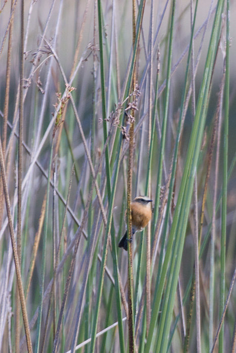 [Brown-backed Chat-Tyrant]